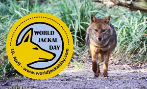 World Jackal Day - Internationaler Tag der Schakale