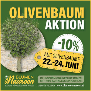 Olivenbäume - Aktion bei Blumen Maureen