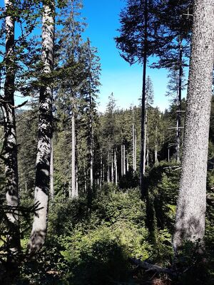 Wald der Zukunft - Führung in Mürzsteg