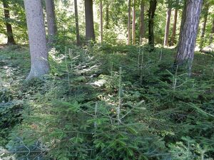 Wald der Zukunft - Führung Ossiacher Tauern