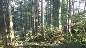 Wald der Zukunft - Führung in Damberg, St. Ulrich bei Steyr