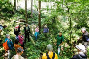 Wald der Zukunft - Führung im Echerntal bei Hallstatt