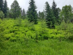 Wald der Zukunft - Führung bei Kaprun