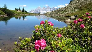 Fest zur Almrauschbl&uuml;te